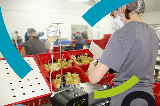 Webinaire Filières Avicoles