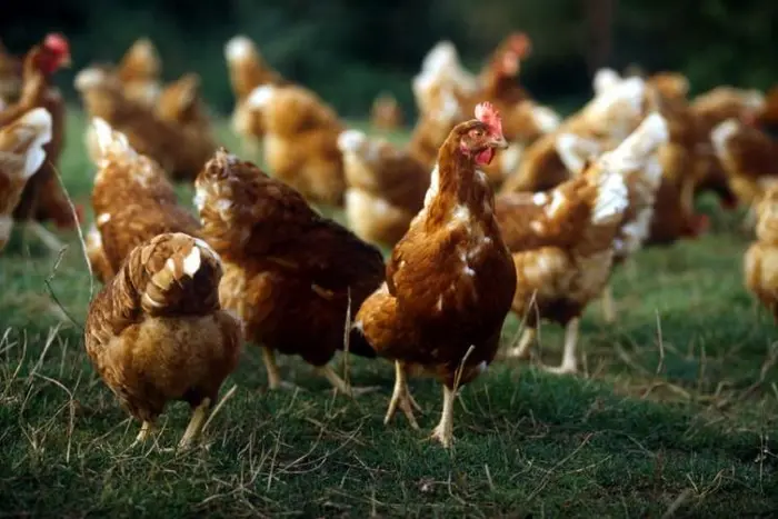 poule.jpeg