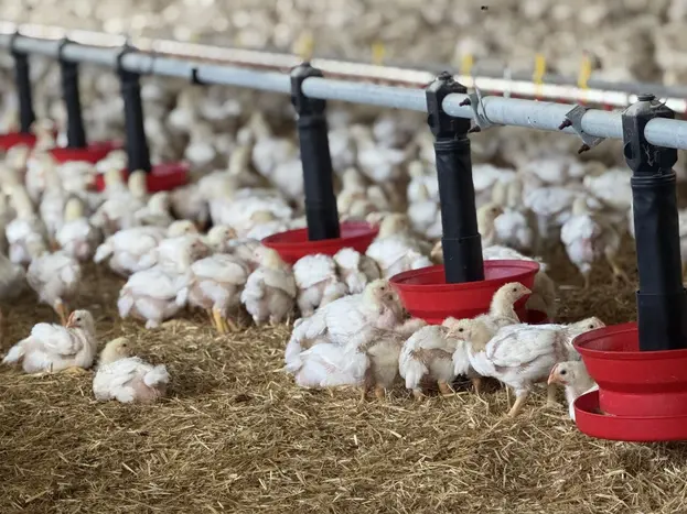 Le travail de la litière sur terre battue va contribuer à la qualité des pattes des volailles afin de redonner de la souplesse à la couche supéri