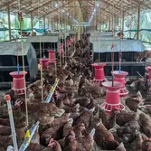 Un élevage sans cages en Inde.