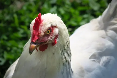 chicken-4445913_1280.jpg