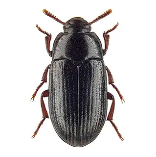 alphitobius-diaperinus.jpg