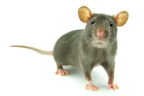 souris.jpg