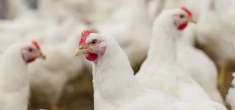Poultry.jpeg