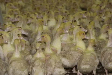 canards en élevage vendéen