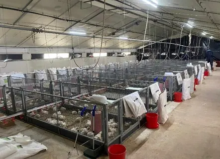 5 inocula élaborés, de même concentration, (0,5ml de suspension contenant environ 108 UFC/m) ont été administrés à 5 groupes de 256 poussins de