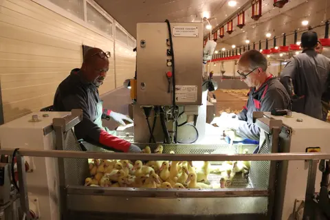 Une campagne de vaccination contre l'IAHP pendant la campagne 2023-2024