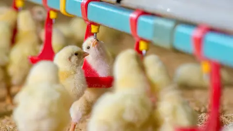 Les vaccins vivants se distinguent par leur capacité à induire une réponse immunitaire plus proche de la voie d'infection.