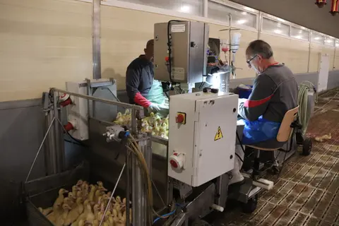 Campagne de vaccination IAHP 2023